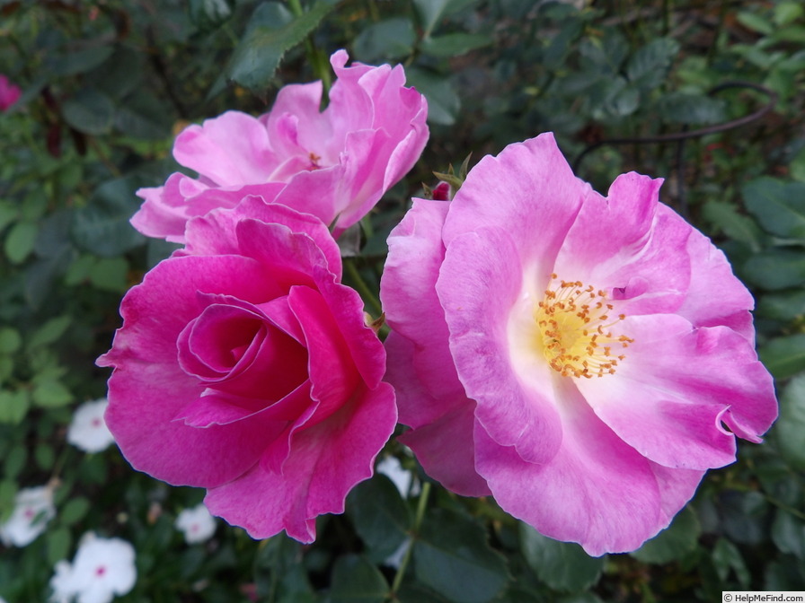 'Fido' rose photo