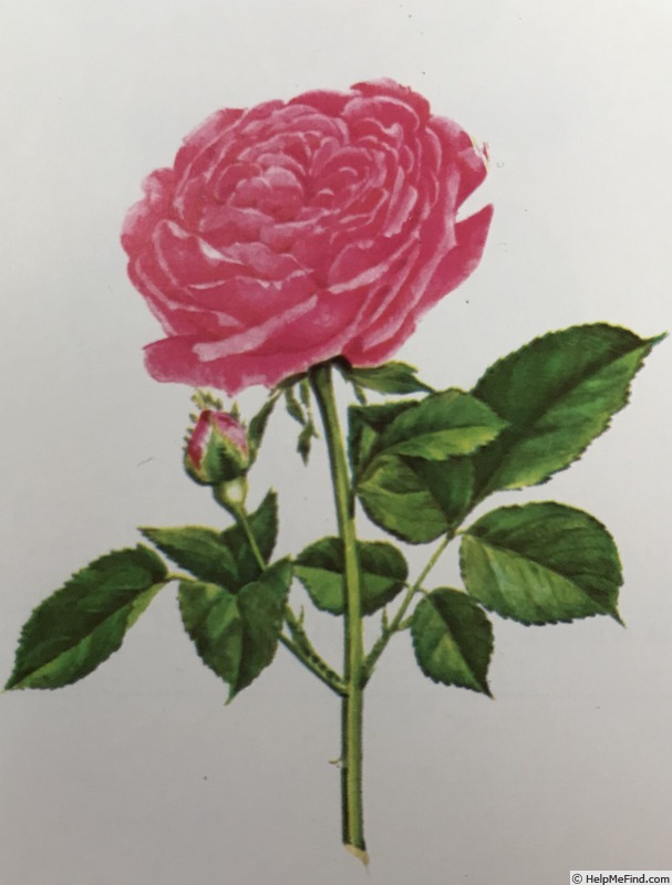 'Paul Neyron (Hybrid Perpetual, Levet, 1869)' rose photo