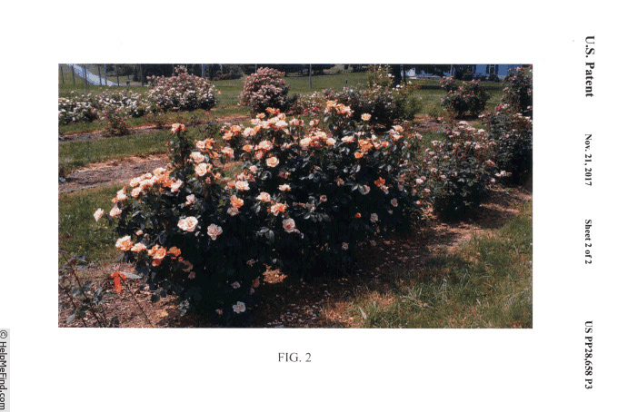 'RADnectar' rose photo
