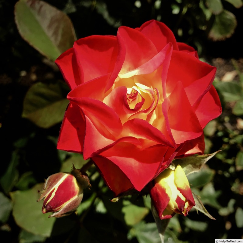'Origami ® (floribunda, Meilland 2009)' rose photo
