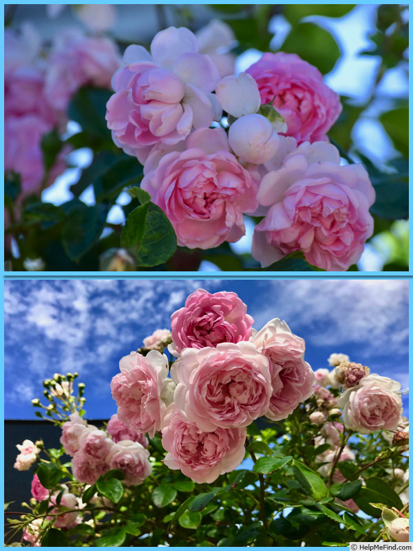 'Jasmina ™ (LCl, Kordes, 1996)' rose photo
