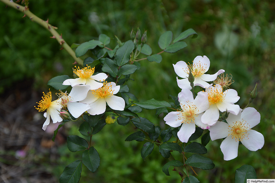 'Diana Moore' rose photo