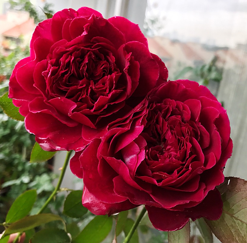 'Odysseia' rose photo