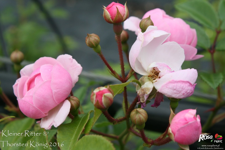 'Kleiner Ritter ®' rose photo