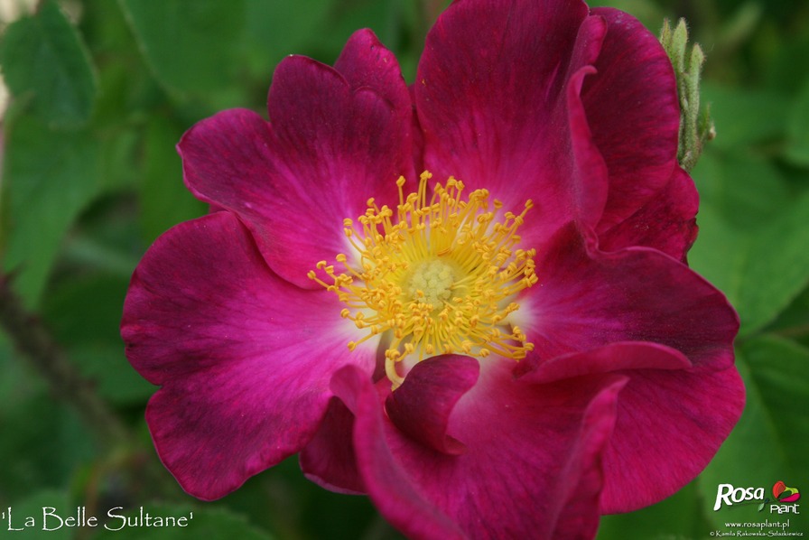 'La Belle Sultane' rose photo