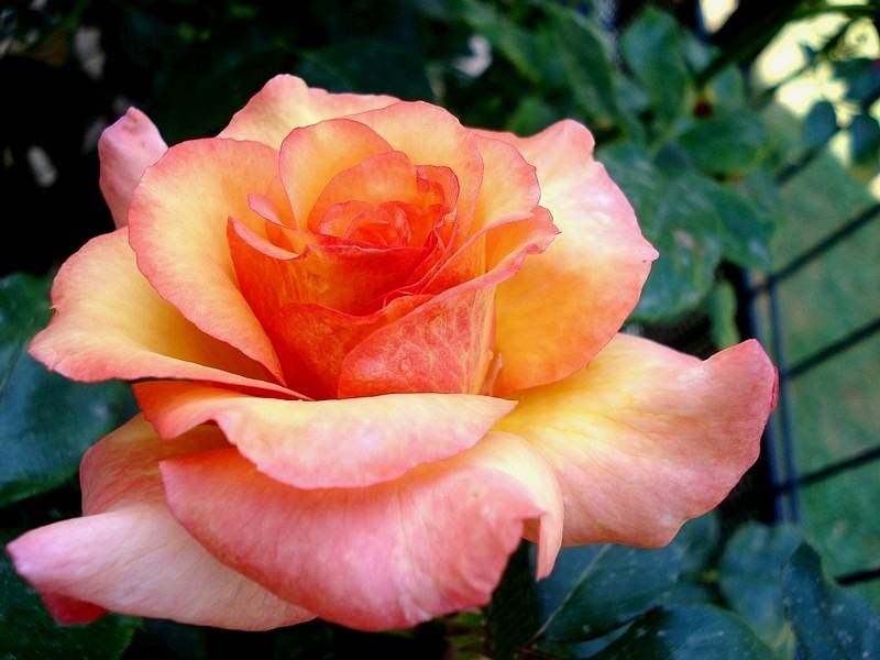 'Soledad ®' rose photo