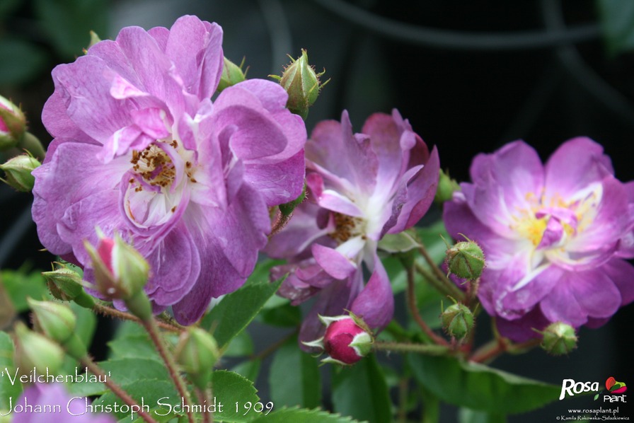 'Veilchenblau (Rambler, Schmidt 1909)' rose photo