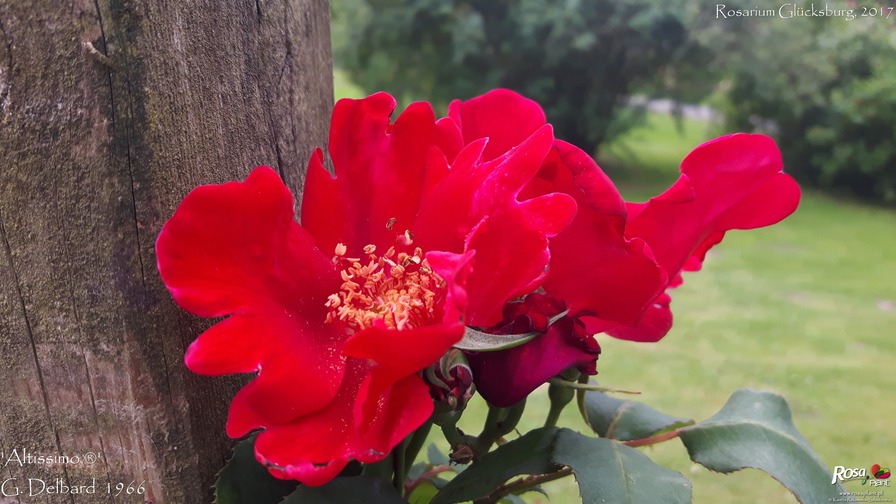 'Altissimo (Large-flowered Climber, Delbard-Chabert, 1966)' rose photo