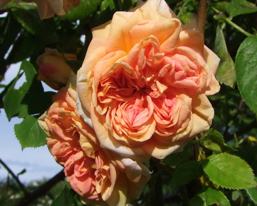 'Alchymist' rose photo
