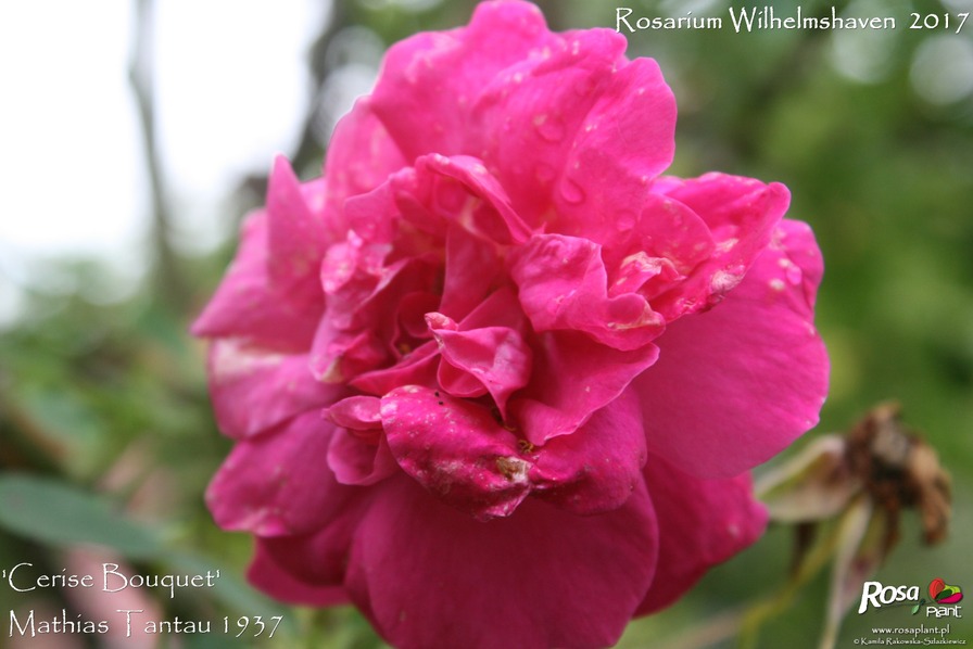 'Cerise Bouquet (shrub, Tantau/Kordes, 1937)' rose photo