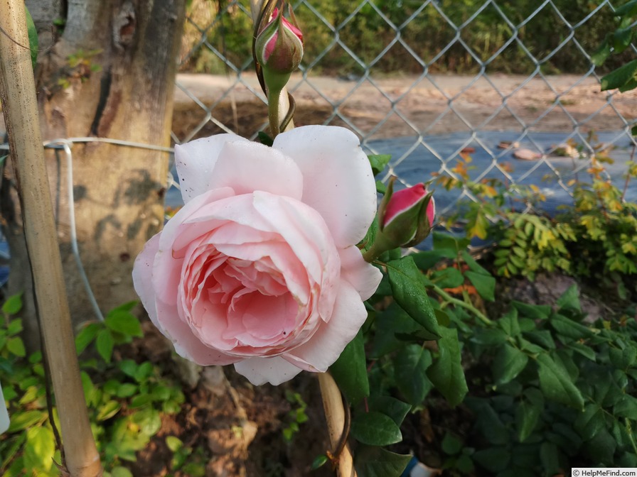 'Nahéma' rose photo