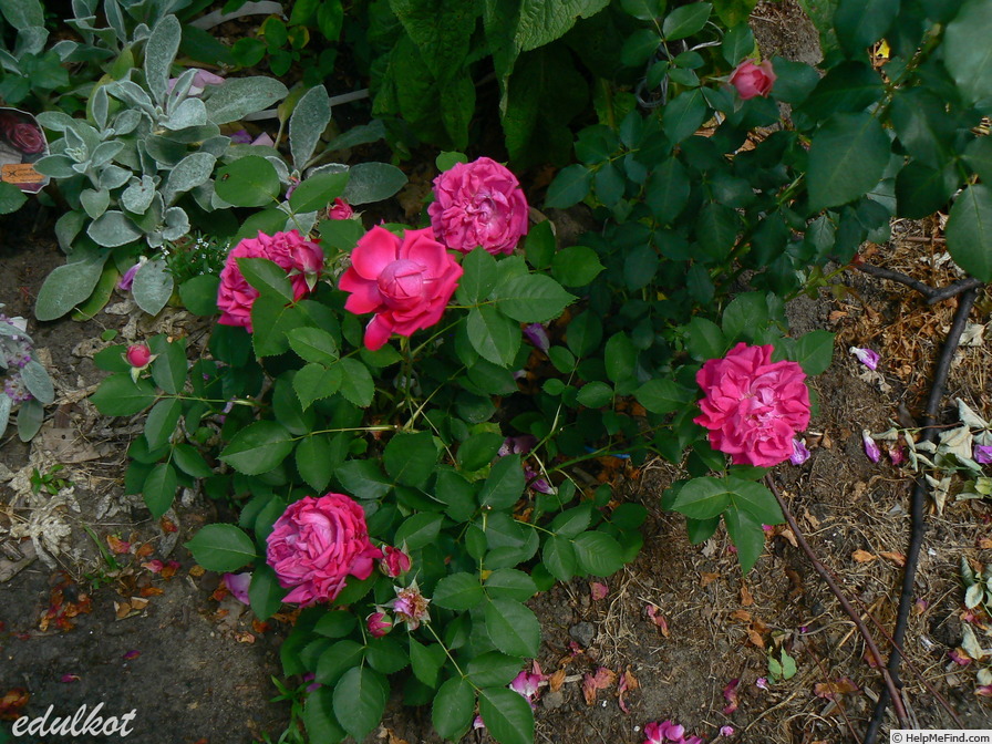 'Souvenir du Rosiériste Gonod' rose photo