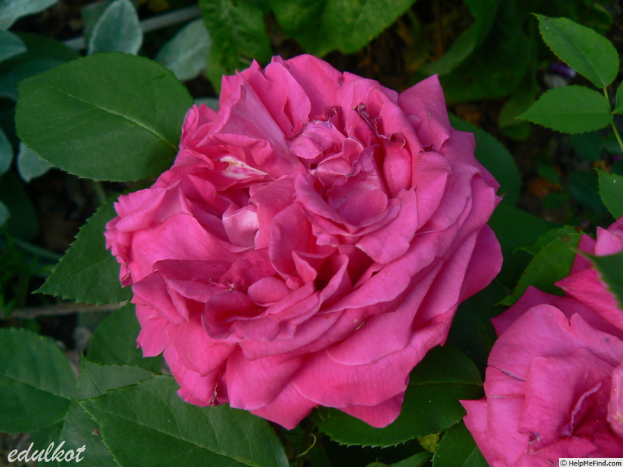 'Souvenir du Rosiériste Gonod' rose photo