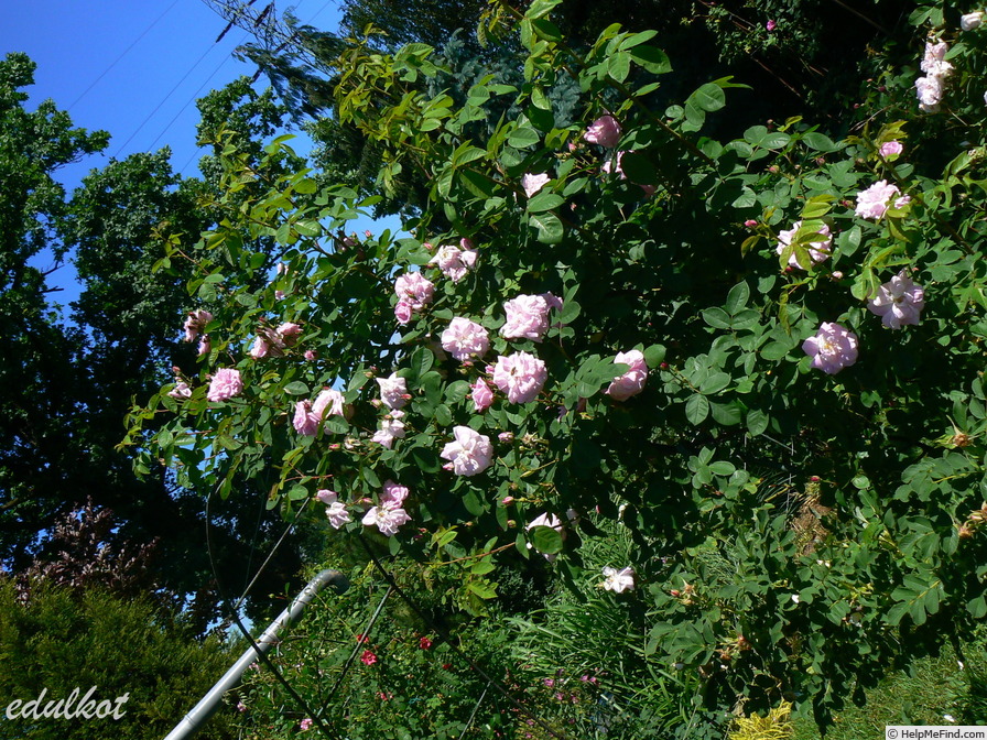 'Alpenfee' rose photo
