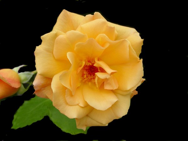 'Autumn Sunset (climber, Lowe 1986)' rose photo