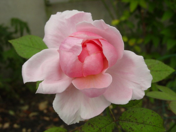 'Brother Cadfael' rose photo