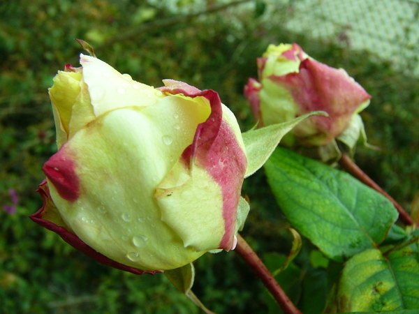 'Grimpant Grand'mère Jenny' rose photo