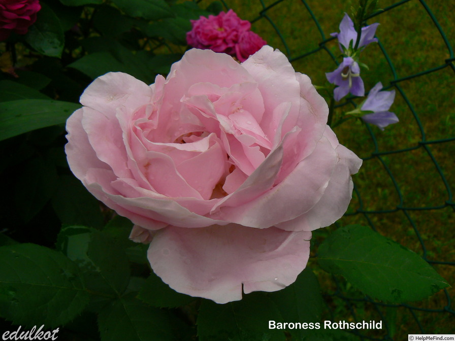 'Baroness Rothschild' rose photo