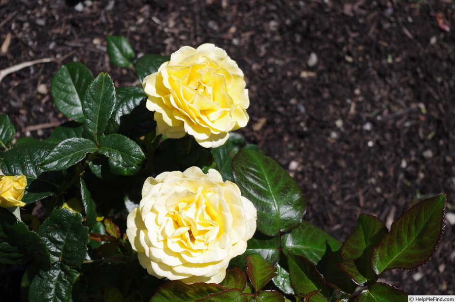 'Ivey Hall' rose photo