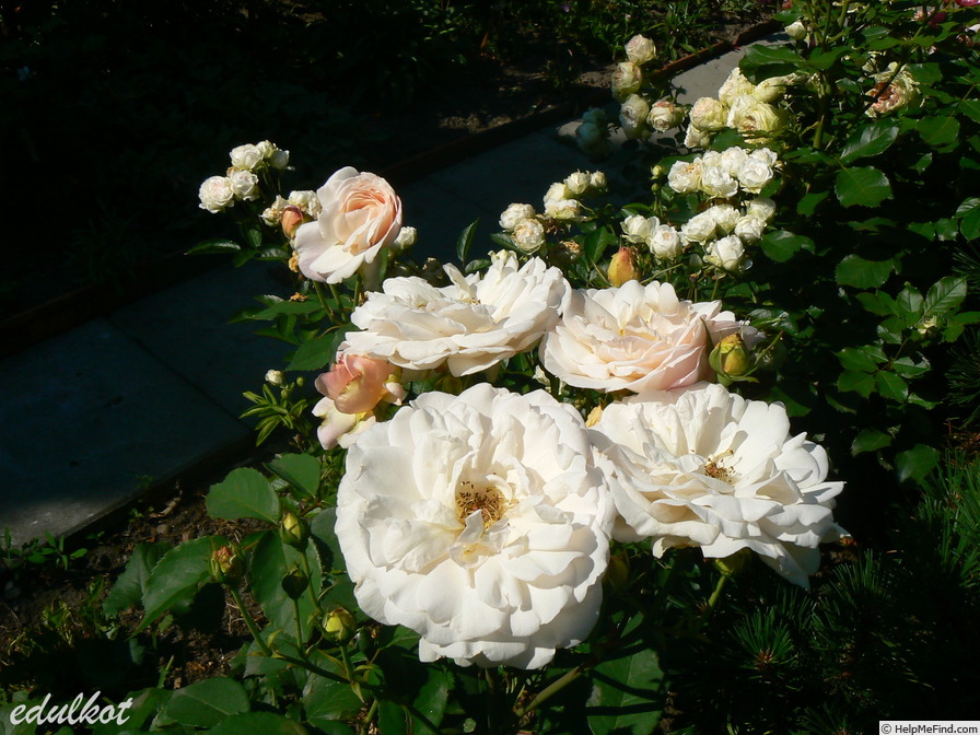 'Gruss an Aachen (Hybrid Tea, Hinner 1909)' rose photo