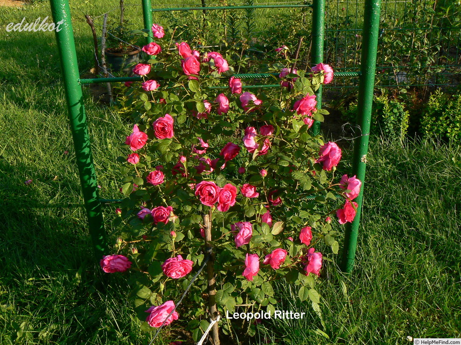 'Leopold Ritter' rose photo