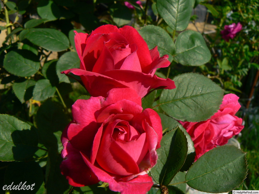 'Leopold Ritter' rose photo