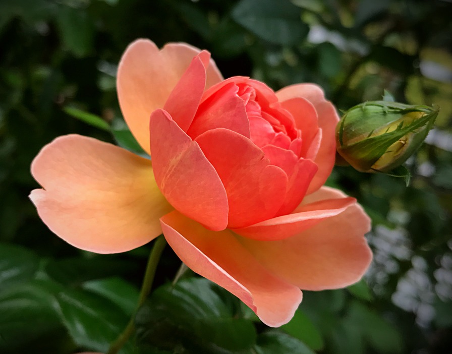 'Pat Austin ™' rose photo