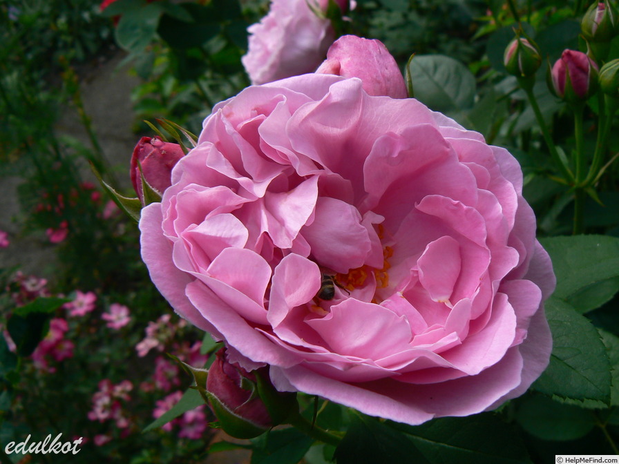 'Mary Rose ®' rose photo