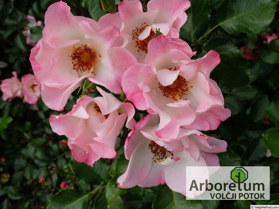 'KORrahibe' rose photo