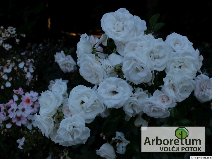 'TANiripsa' rose photo