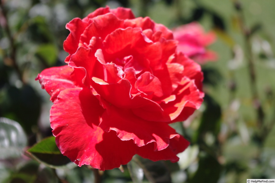 'Alexander ® (hybrid tea, Harkness, 1972)' rose photo