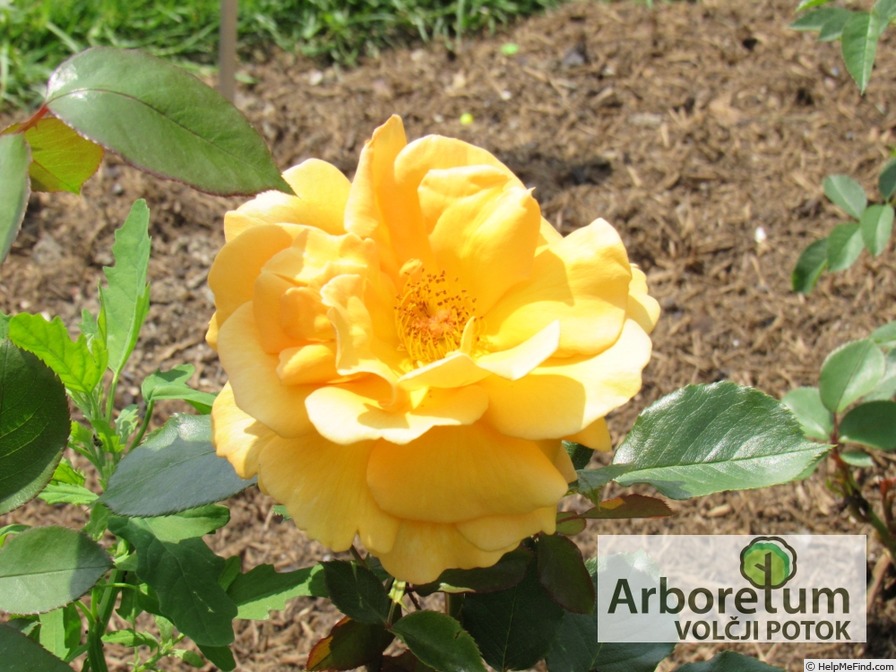 'Kupferkönigin ™' rose photo