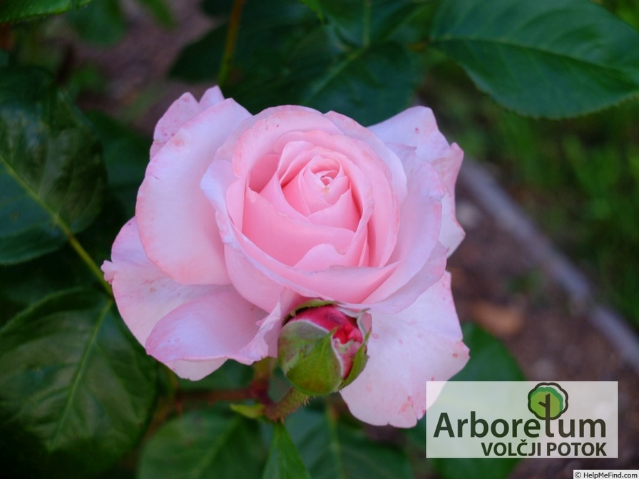 'Major Gagarin' rose photo
