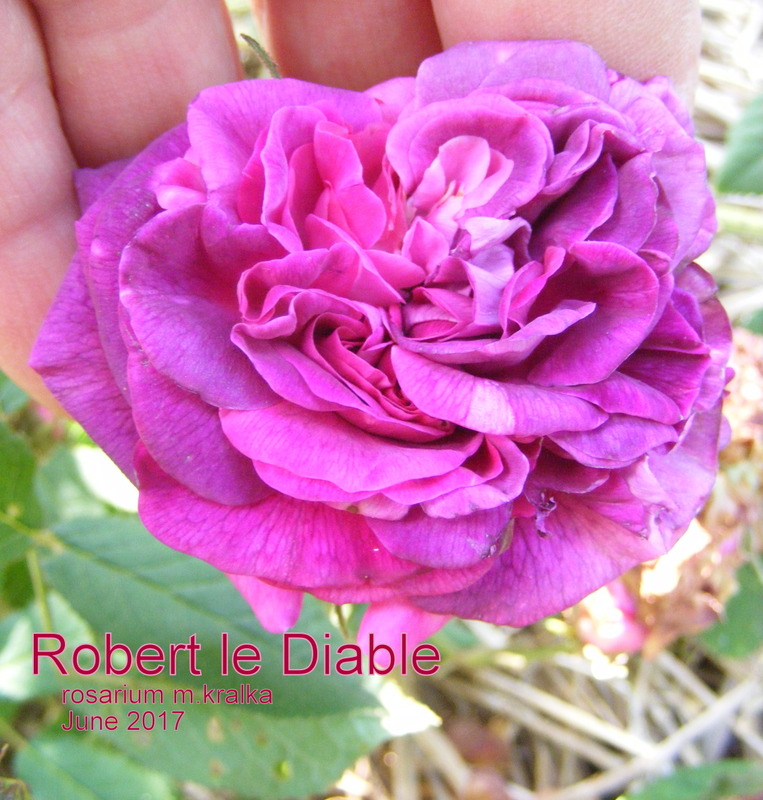 'Robert le Diable (centifolia, Unknown, pre 1849)' rose photo