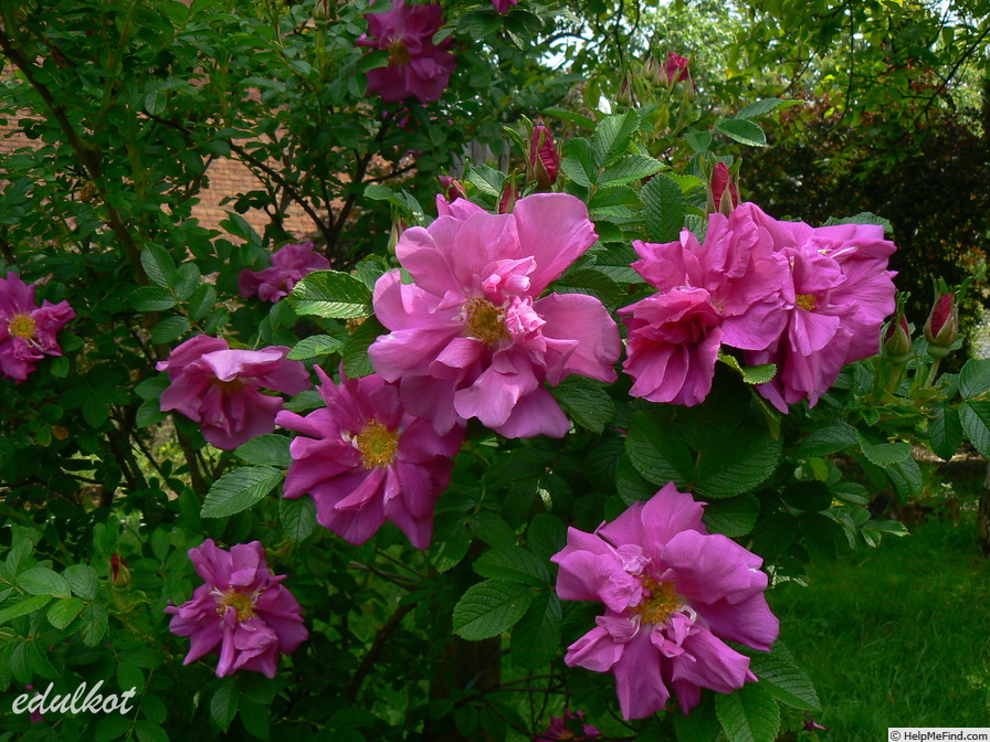 'Roseraie de l'Haÿ' rose photo