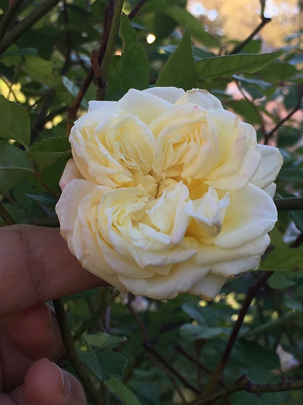 'Blumenschmidt' rose photo