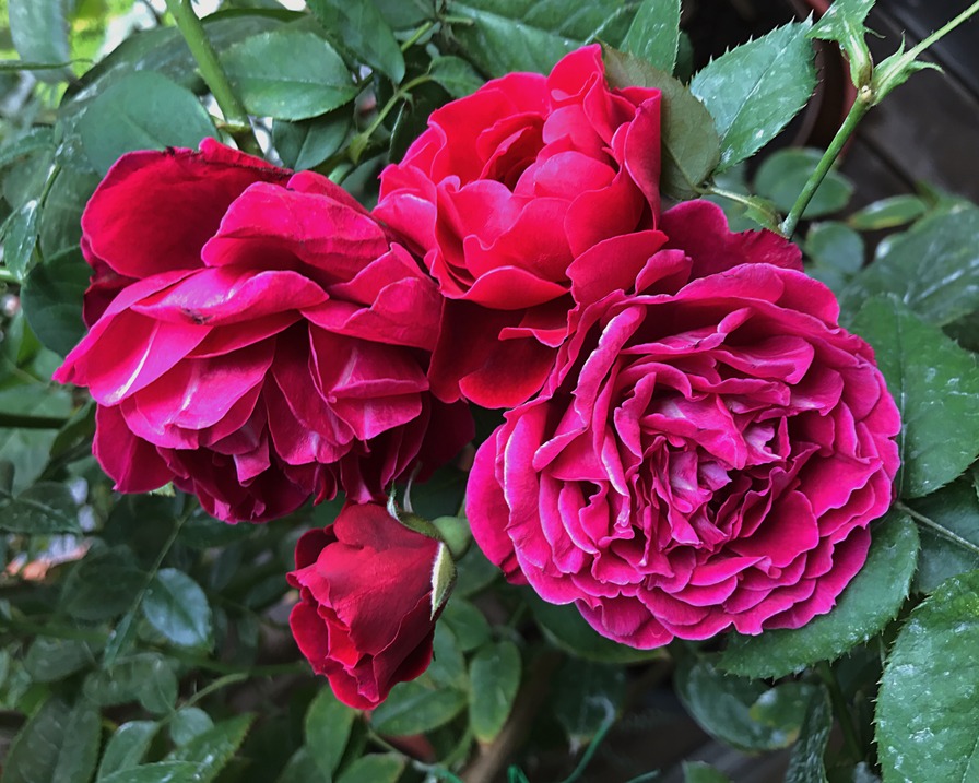 'Odysseia' rose photo