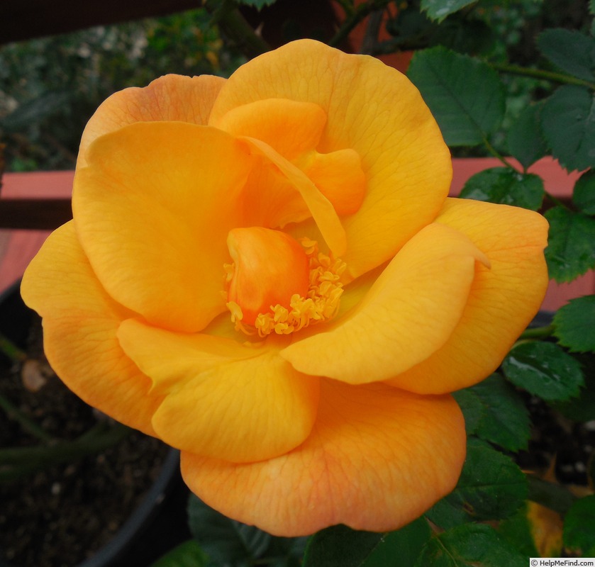 'Sunglow (mini-flora, Wells 2007)' rose photo