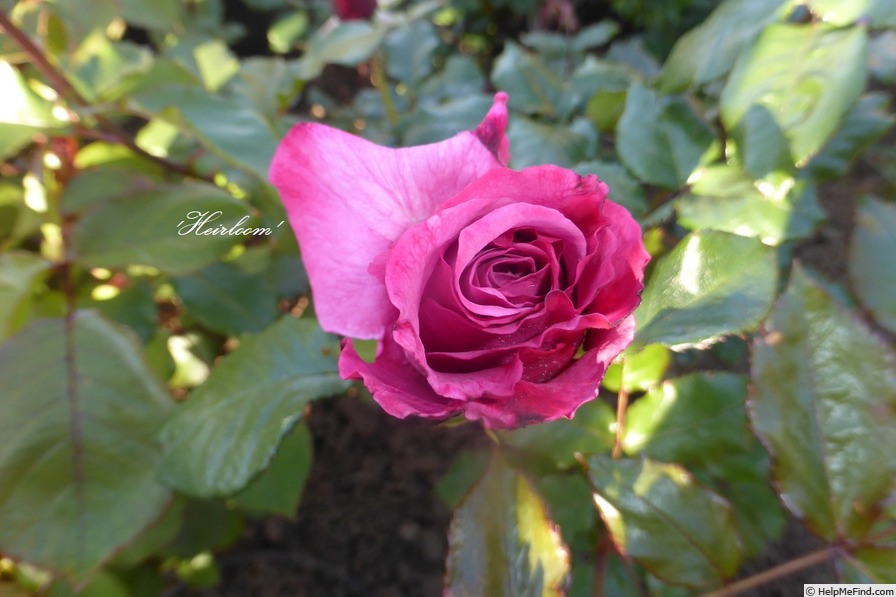 'Heirloom (hybrid tea, Warriner 1972)' rose photo