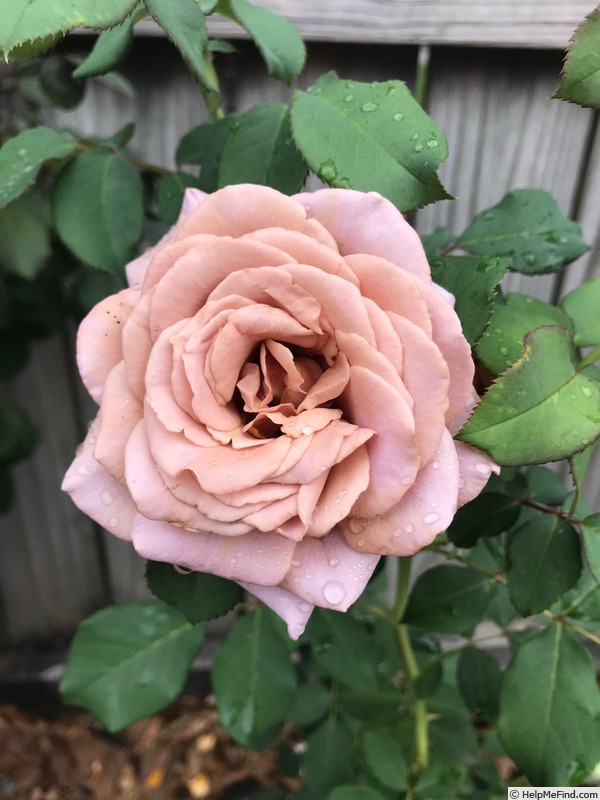 'Koko Loco (floribunda, Bedard, 2010)' rose photo