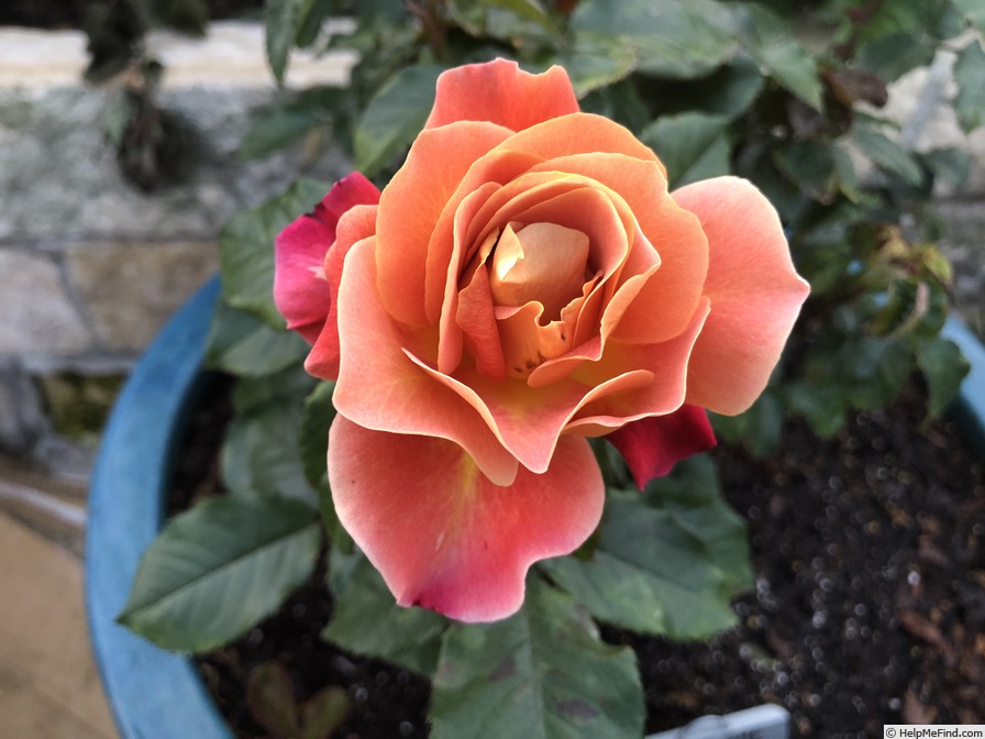 'Rosie The Riveter ™' rose photo