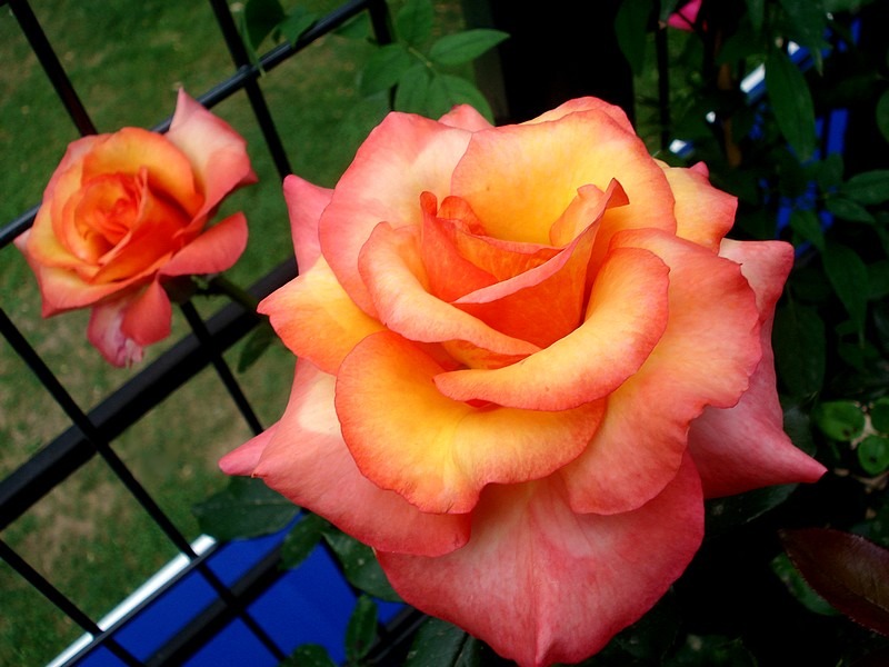 'Soledad ®' rose photo