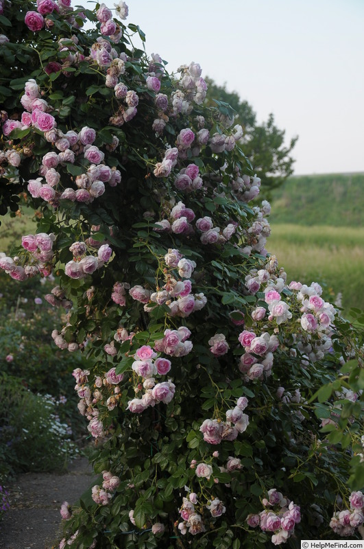 'Jasmina ™ (LCl, Kordes, 1996)' rose photo