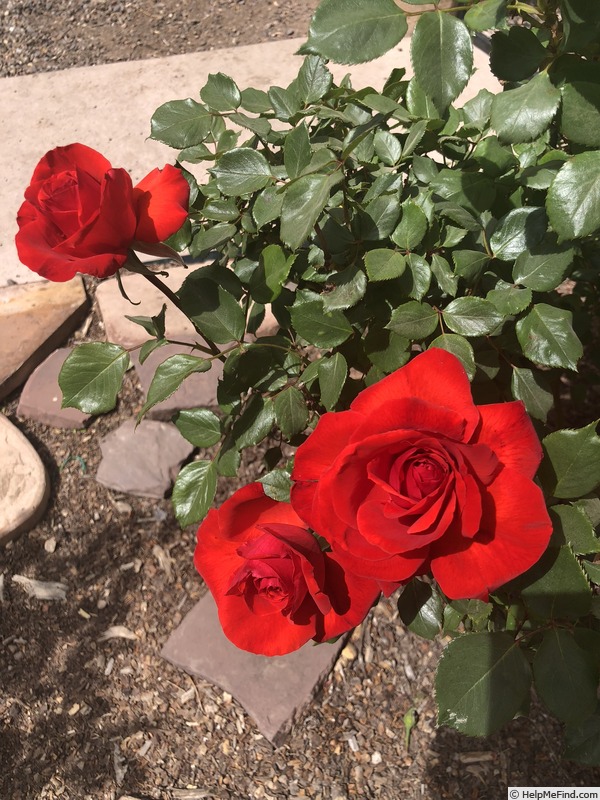 'Camara ®' rose photo
