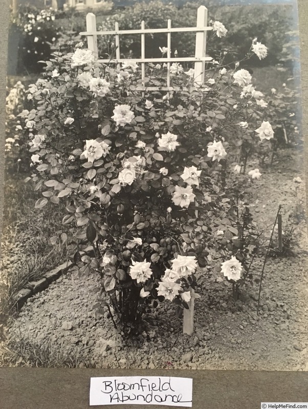 'Bloomfield Abundance (hybrid tea, Thomas 1920)' rose photo