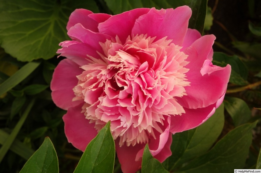 'Madame Furtado' peony photo
