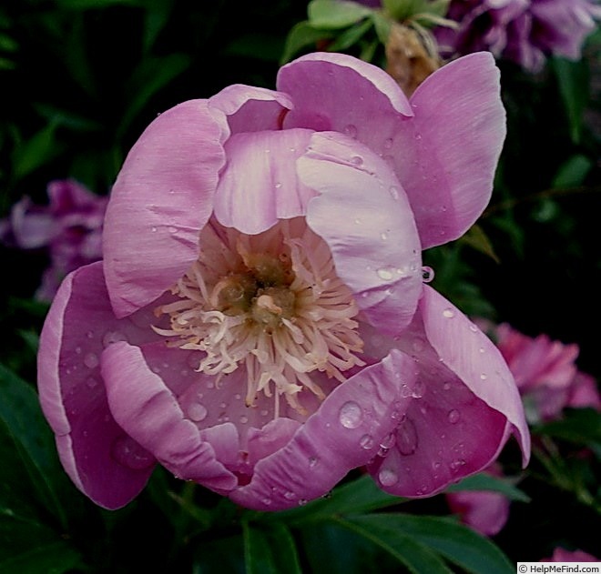 'Bowl of Love' peony photo