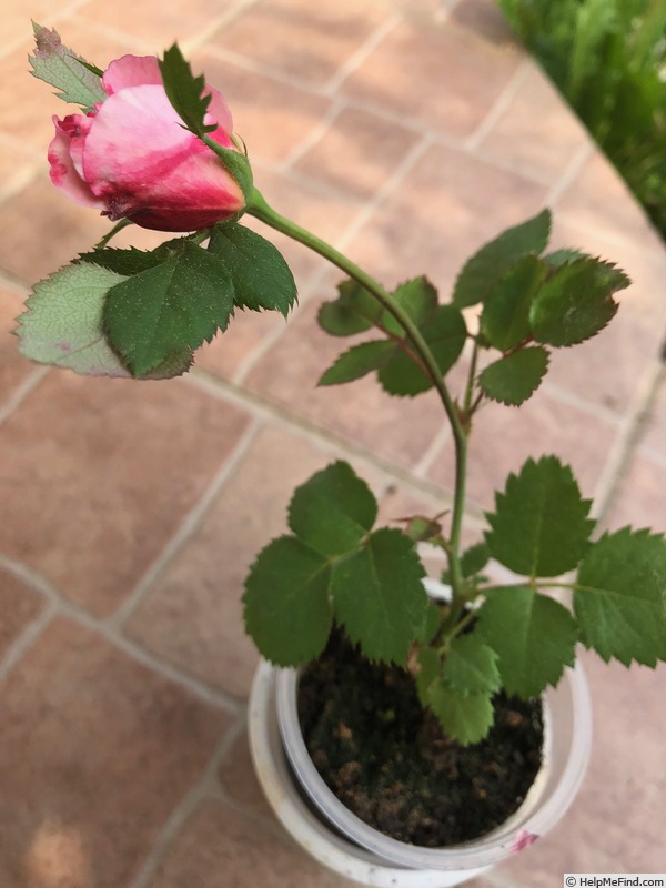 'DPG-2016-11-1_S2' rose photo