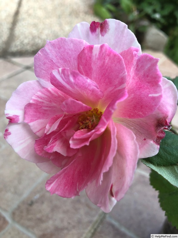'DPG-2016-11-1_S2' rose photo