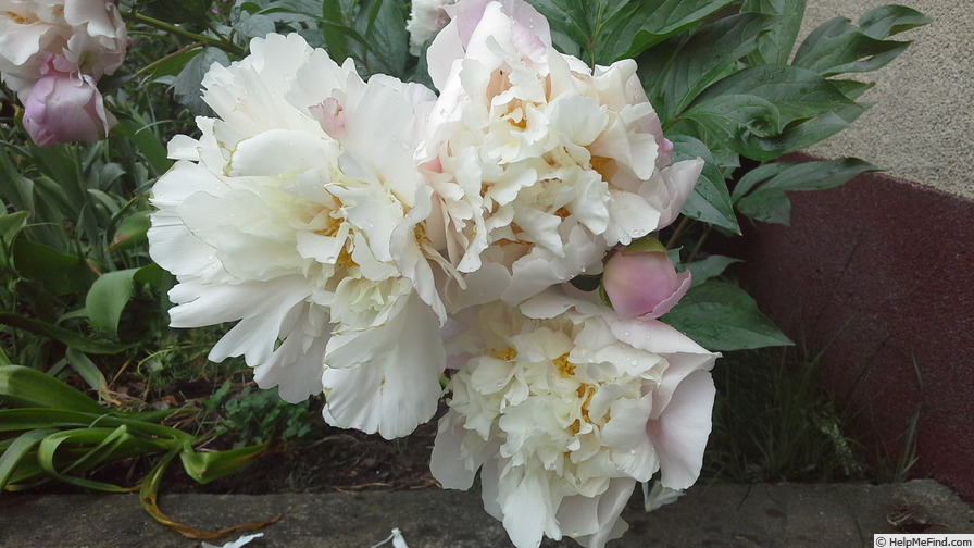 'Catharina Fontijn' peony photo